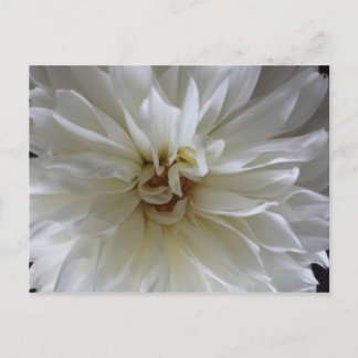 Carte Postale Great Dahlia 1 - educatedbrainfart