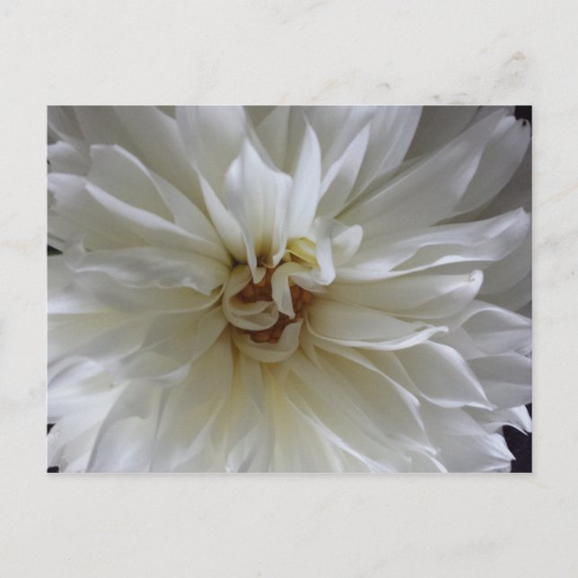 Carte Postale Great Dahlia 1 - educatedbrainfart (Devant)