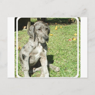 Carte postale Great Dane