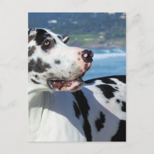 Carte Postale Great Dane - Arlequin - Bogey