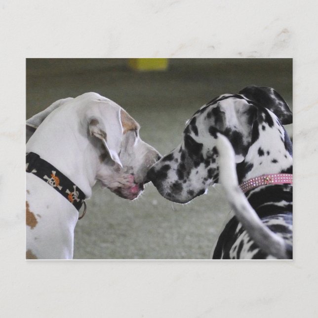 Carte Postale Great Dane Best Friends (Devant)
