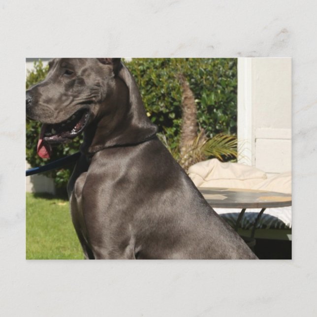 Carte postale Great Dane Dog (Devant)
