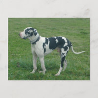 Carte postale Great Dane Harlequin "Cash"
