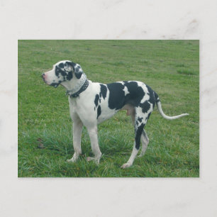Carte postale Great Dane Harlequin "Cash"