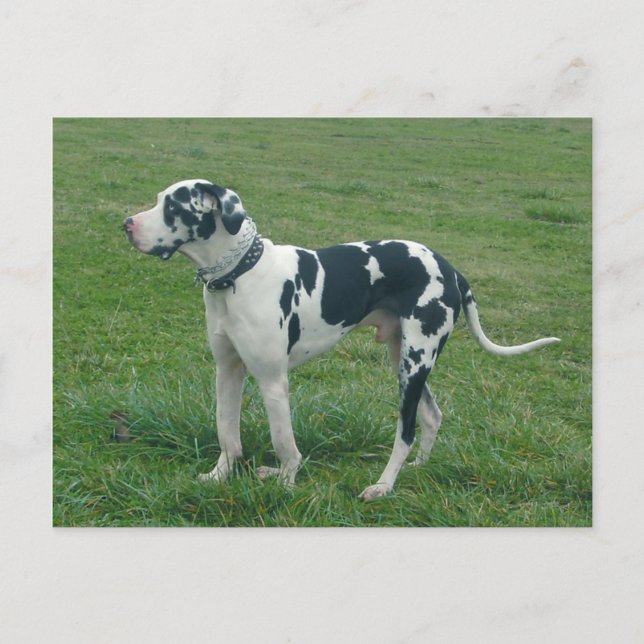 Carte postale Great Dane Harlequin "Cash" (Devant)