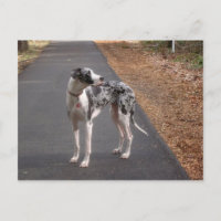 Great Dane Marley