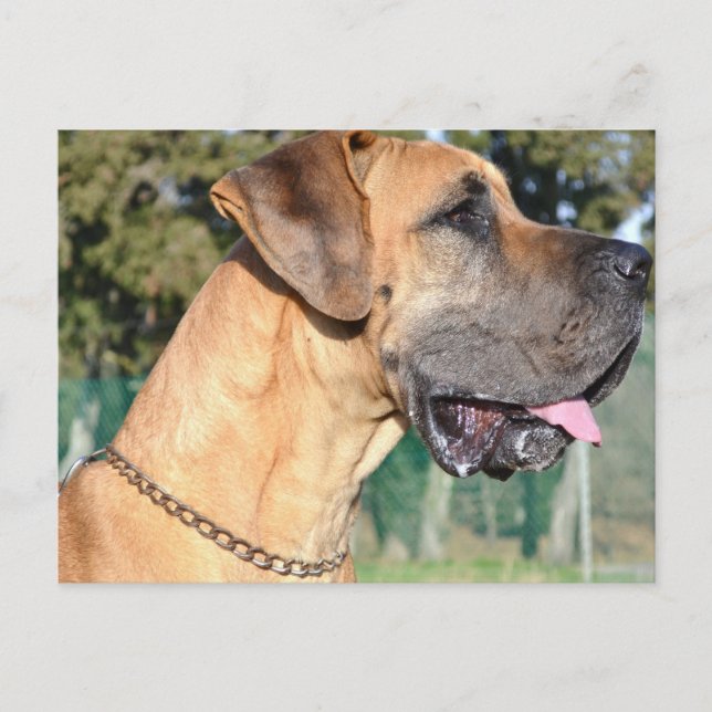 Carte postale Great Dane Photo (Devant)