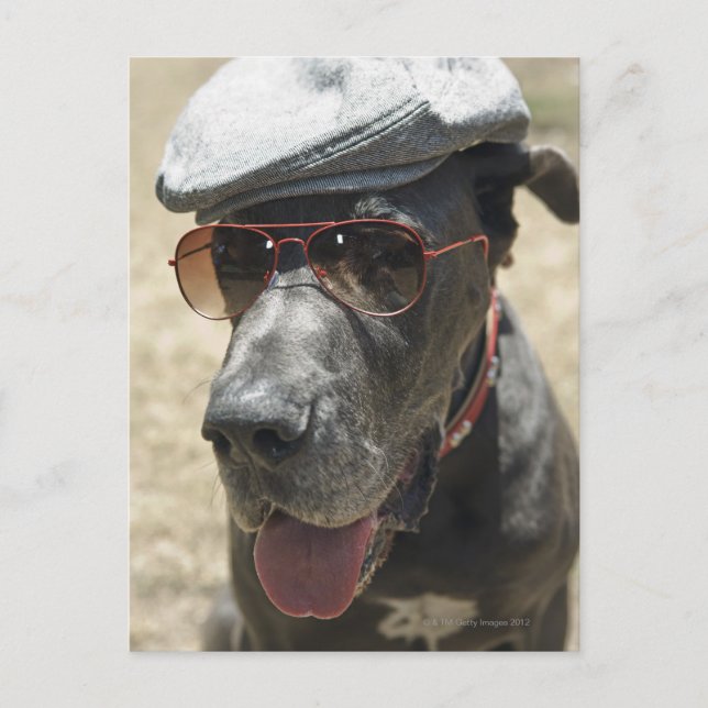 Carte Postale Great Dane portant casquette et lunettes de soleil (Devant)