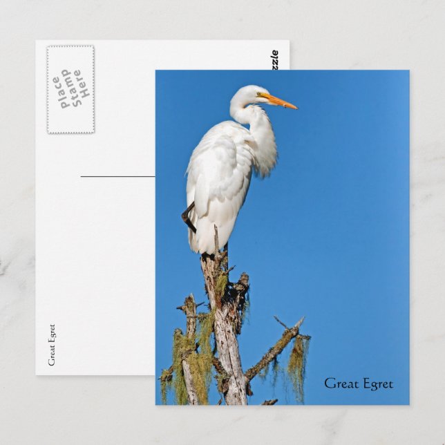 Carte Postale Great Egret Wildlife Series # 22 (Devant / Derrière)