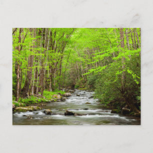 Carte Postale Great Smoky Mountains National Park Caroline du No