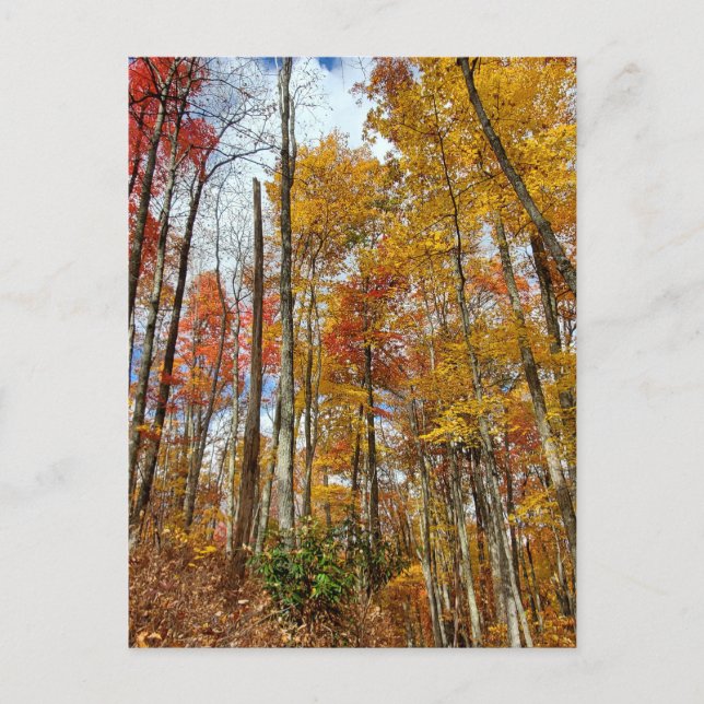 Carte Postale Great Smoky Mountains National Park Chute Foliing (Devant)