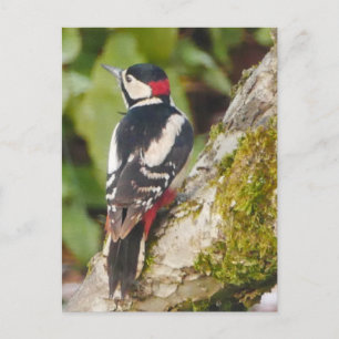 Carte postale Great Spotspot Woodpecker