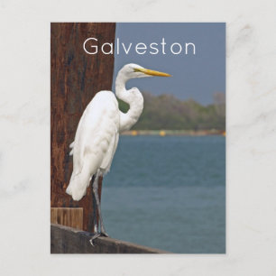 Carte postale Great White Egret