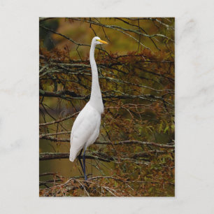 Carte postale Great White Egret Fall Feuilles