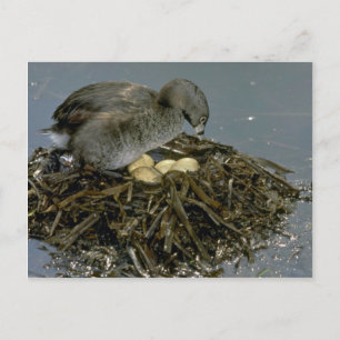 Carte Postale Grebe à bec plat avec nid