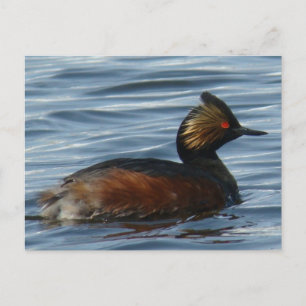 Carte Postale Grèbe à oreilles B1
