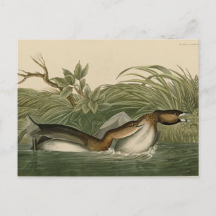 Carte Postale Grebe from Audubon's Birds of America