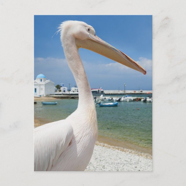 Carte Postale Grèce, Îles des Cyclades, Mykonos, Pélican sur (Devant)