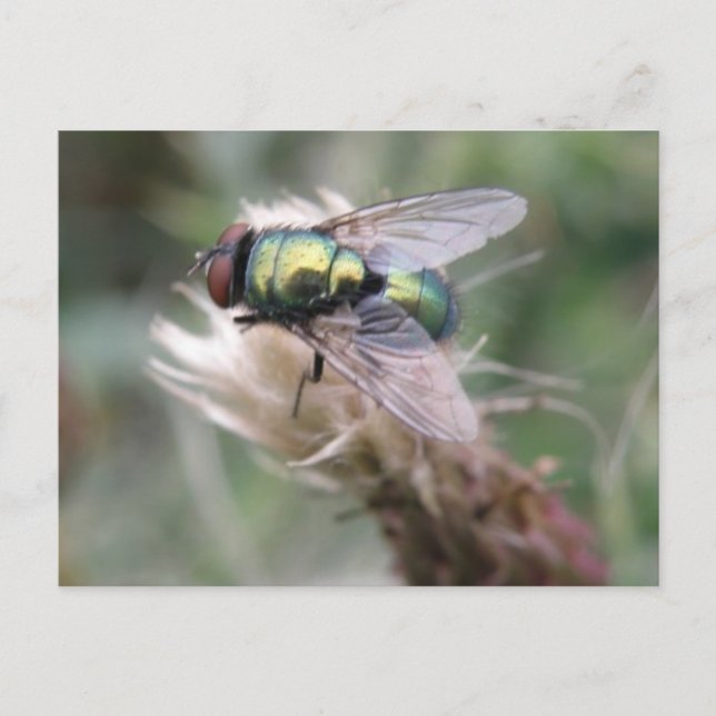 Carte postale Green Bottle Fly (Devant)