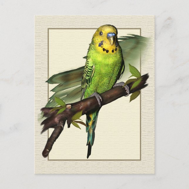 Carte postale Green Budgie Art (Devant)