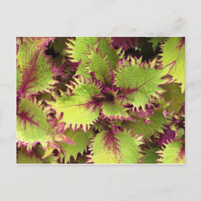 Carte postale Green bush (Devant)