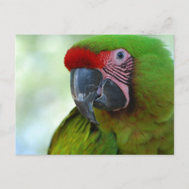 Carte postale Green Chek Conure (Devant)