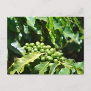 Carte postale Green Coffee Berries