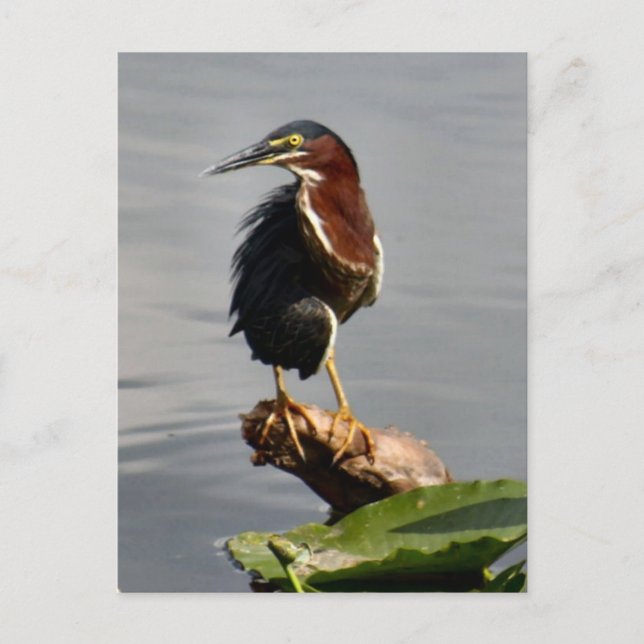 Carte postale Green Heron (Devant)