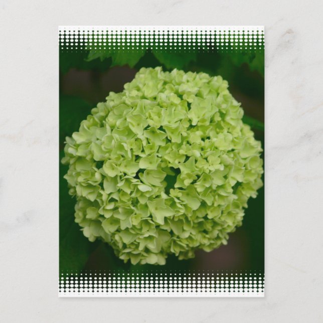 Carte postale Green Hydrangea (Devant)