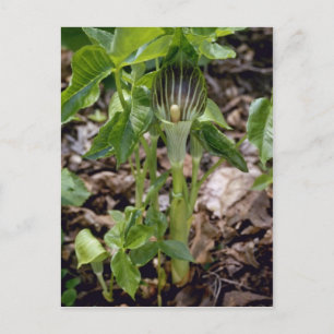 Carte Postale Green Jack-In-The-Pulpit (Arisaema Atrorubens Var.