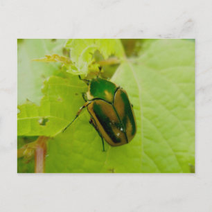 Carte postale Green June Beetle