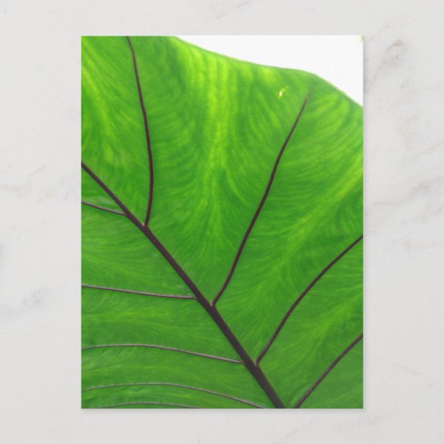 Carte Postale Green leaf (Devant)
