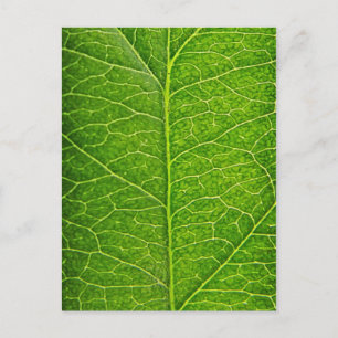 Carte Postale green leaf
