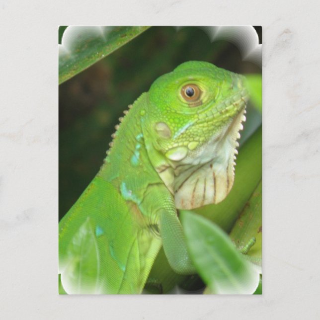 Carte postale Green Lizard (Devant)