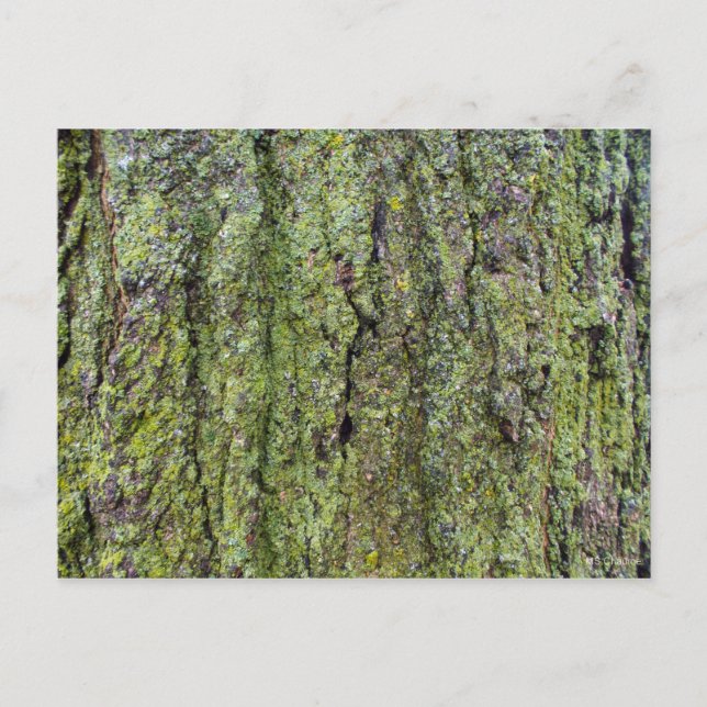Carte Postale Green on Tree Bark (Devant)
