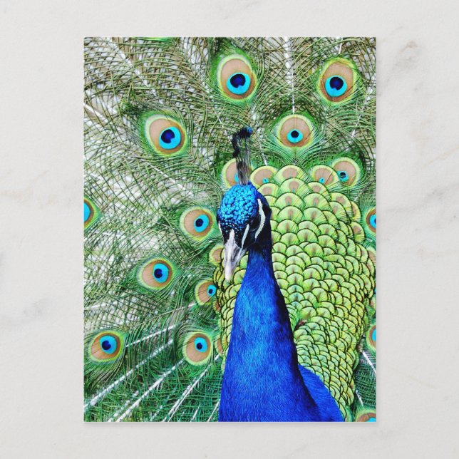 Carte Postale Green peacock (Devant)