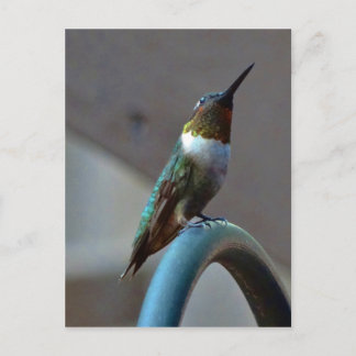 Carte Postale Green ruby little hummingbird