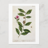 Green Tea, plate 351 from 'A Curious Herbal', publ