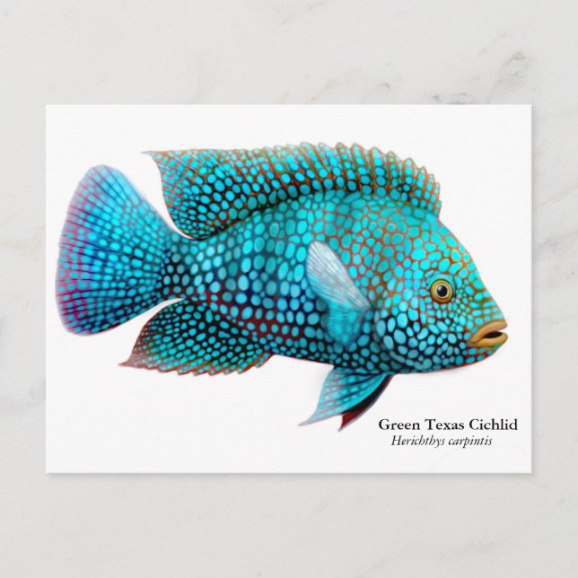 Carte postale Green Texas Cichlid (Devant)
