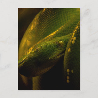 Carte Postale green tree python eye