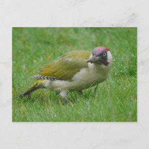 Carte postale Green Woodpecker