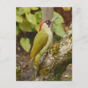 Carte postale Green Woodpecker 