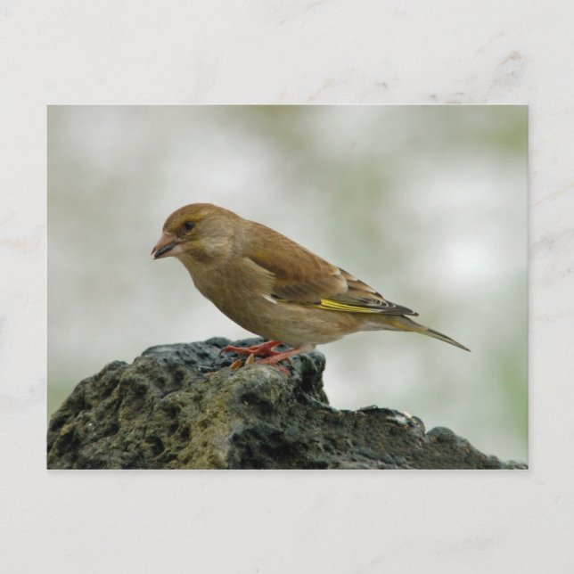 Carte postale Greenfinch (Devant)