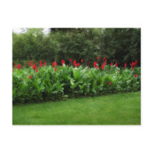 CARTE POSTALE ~ GREENHOUSE PLANTES JARDIN OUVERT A