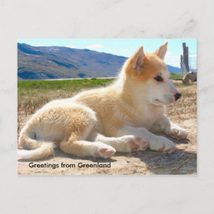 Carte Postale Greetings from Greenland 12