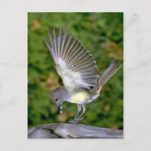 Carte Postale Grêle