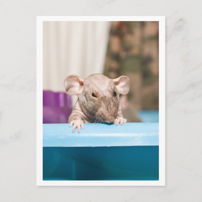 Carte Postale Gremlin (Devant)