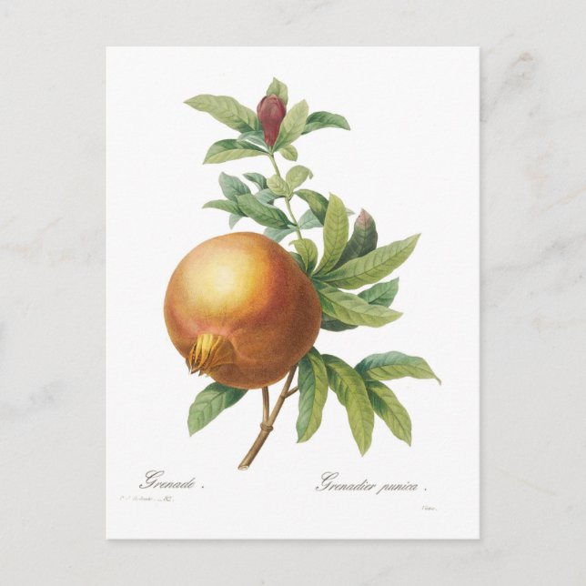 Carte Postale Grenade (Devant)