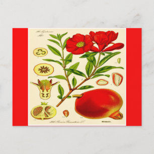 Carte Postale Grenade