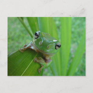 Carte Postale Grenouille
